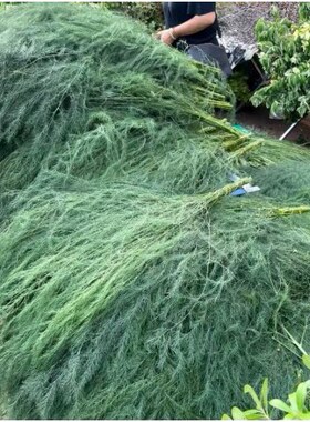 新鲜芦荀草叶材鲜花户外婚庆森系婚礼花材芦笋芦荨草产地直发