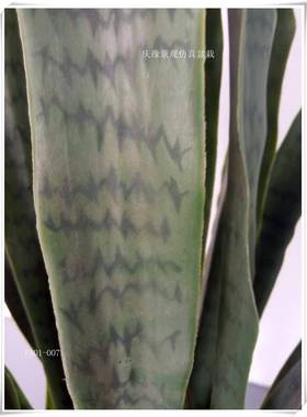 绿色虎皮兰假龙舌兰盆栽绿植客厅橱窗装饰虎皮兰绿色植物小盆栽