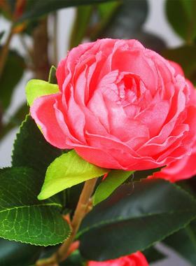 仿真山茶花树绿植盆载山茶树家居装饰造景国风仿假茶树绿植物盆栽