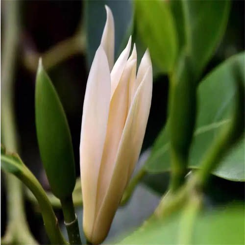 白兰树苗阳台花卉植物盆栽盆栽黄兰花室内庭院地栽大树小苗浓香型 - 图3