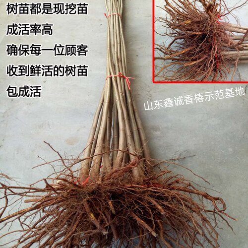 香椿苗树正宗红油香椿树苖食用春芽小苗矮化地栽盆栽四季种植 - 图3