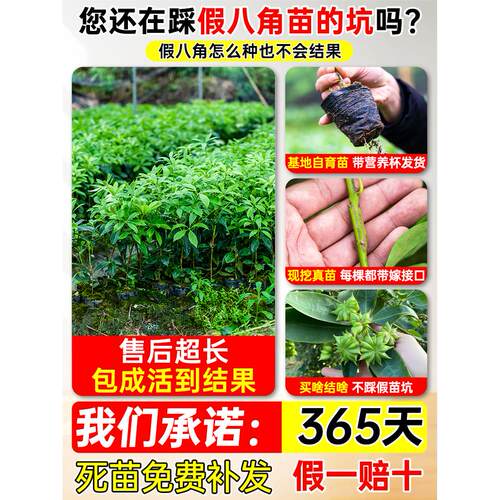 嫁接八角树苗大红八角苗带土带叶盆栽矮化东荣罗马八角苗四季可种 - 图0