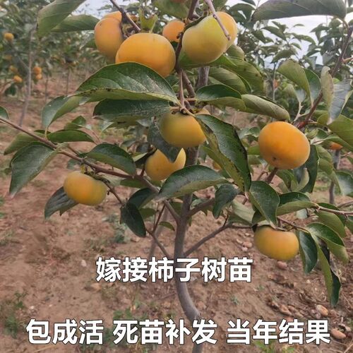柿子苗树地栽盆栽嫁接脆甜无核南北方种植特大当年结果柿子树果苗 - 图2