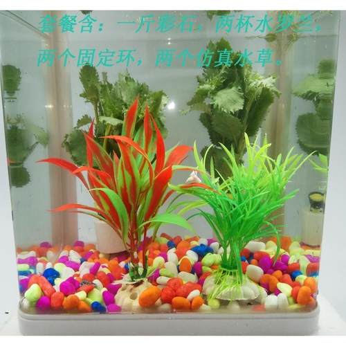 水草活体 淡水 植物鱼缸造景水草蜈蚣草绿菊增氧水草懒人水草活体 - 图2