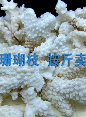 珊瑚石真珊瑚碎枝鱼缸底部装饰铺底地台装饰