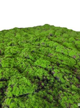 仿真苔藓草皮青苔鼓包植物墙假绿植永生苔藓人造草坪景观橱窗装饰