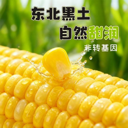 水果玉米开袋即食试吃两根头茬新鲜东北甜玉米真空装脆甜爆汁 - 图0