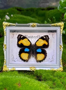 晴天蝴蝶真蝴蝶标本冰箱贴