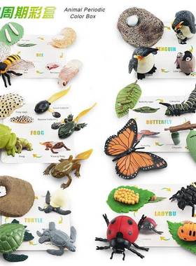 仿真儿童认知动物生长周期模型玩具企鹅乌龟蜜蜂蝴蝶收纳盒