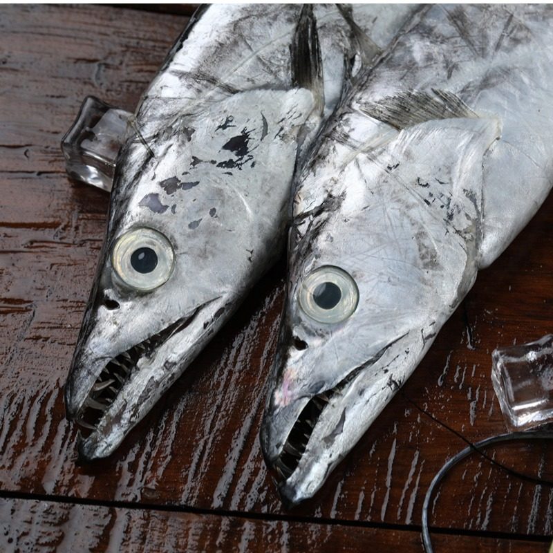 4斤整条野生带鱼舟山鲜活雷达网小眼睛东海大号带鱼新鲜冷冻 刀鱼,淘宝优惠券,粉丝福利购,淘宝优惠卷
