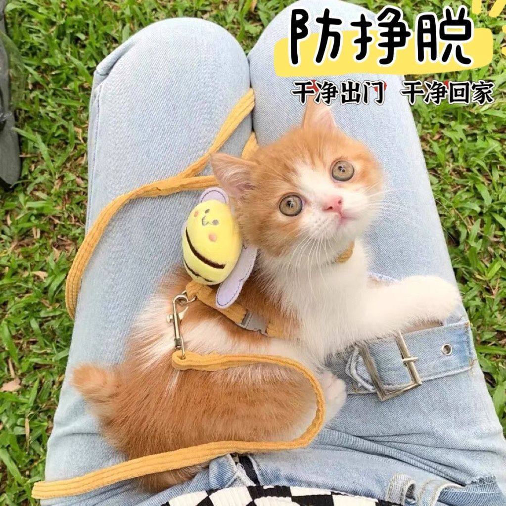 猫咪牵引绳蜜蜂工字型防脱工字挣脱调节宠物泰迪布偶外出专用小型,淘宝优惠券,粉丝福利购,淘宝优惠卷
