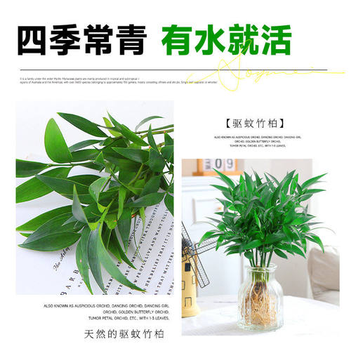 水培驱蚊竹柏植物室内水养绿植花卉盆栽办公室桌面四季常青好养活 - 图1
