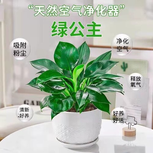 铂金钻盆栽绿萝箩花卉室内植物水培办公室除醛绿植多肉发财树好养 - 图0