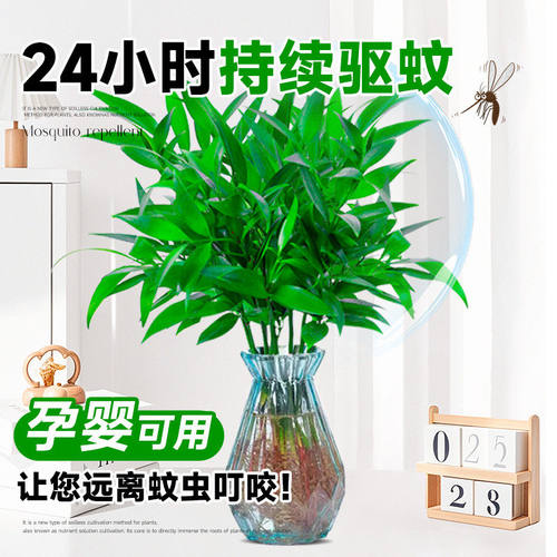 水培驱蚊竹柏植物室内水养绿植花卉盆栽办公室桌面四季常青好养活 - 图0