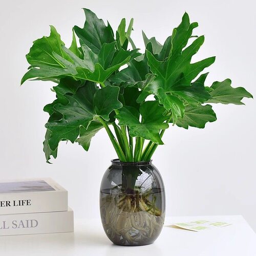 春羽水培植物盆栽室内客厅办公室桌面花卉大叶龟背竹好养绿植 - 图2