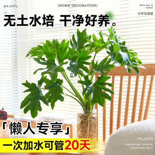 春羽水培植物盆栽室内客厅办公室桌面花卉大叶龟背竹好养绿植 - 图3