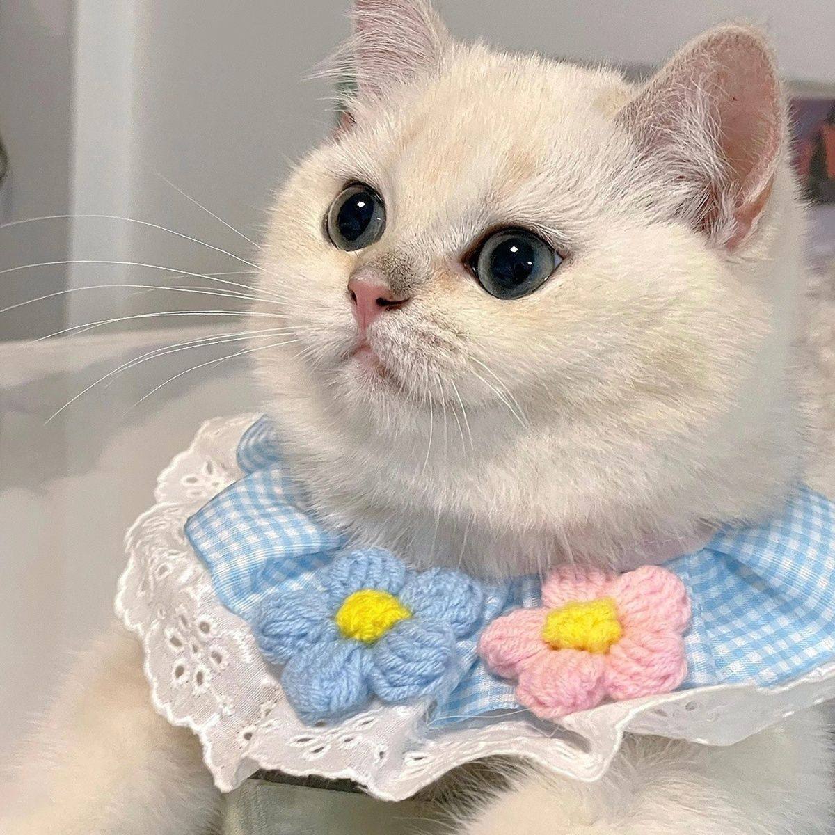 猫咪狗狗围脖围领宠物口水巾兔子饰品布偶英短美短蓝白泰迪比熊,淘宝优惠券,粉丝福利购,淘宝优惠卷