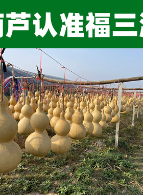 天然真葫芦摆件客厅玄关门口巨型亚腰特大门对门挂件高端大号文玩