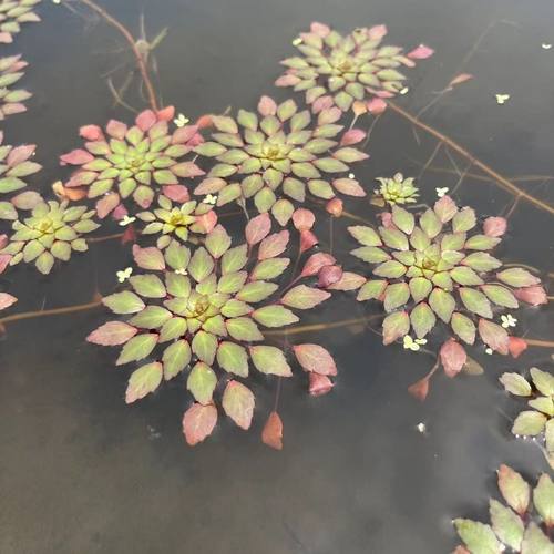 水上烟火植物净化水养华菱黄花危地马拉丁香浮萍水草鱼缸造景装饰 - 图0