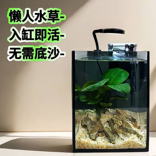 丹麦尖叶榕坨草水榕鱼缸造景绿植生态好养净化水质火山石精品水草 - 图2