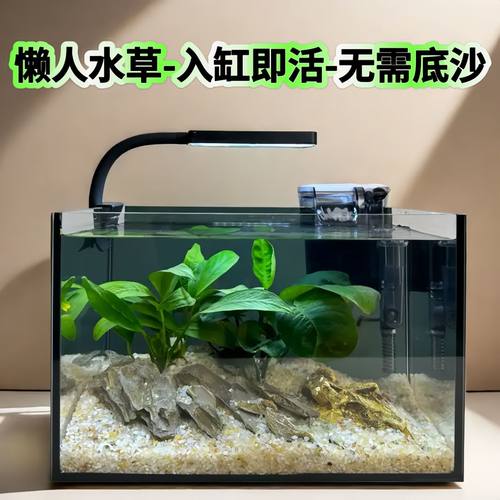 丹麦尖叶榕坨草水榕鱼缸造景绿植生态好养净化水质火山石精品水草 - 图3