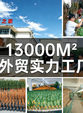 仿真巴西木商场橱窗室内外大型落地摆件装饰仿真绿植巴西铁盆栽树