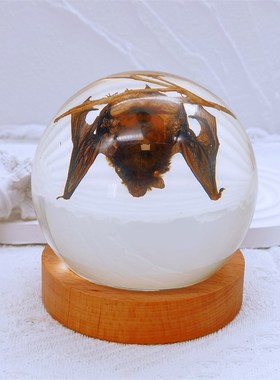 真实昆虫动物标本水晶球高颜卧室房间装饰摆件蝎子蜘蛛锹甲龟胡蜂