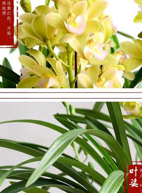 翁源兰花大花蕙兰多品种带多花浓香过年红花喜庆室内绿植花卉盆栽