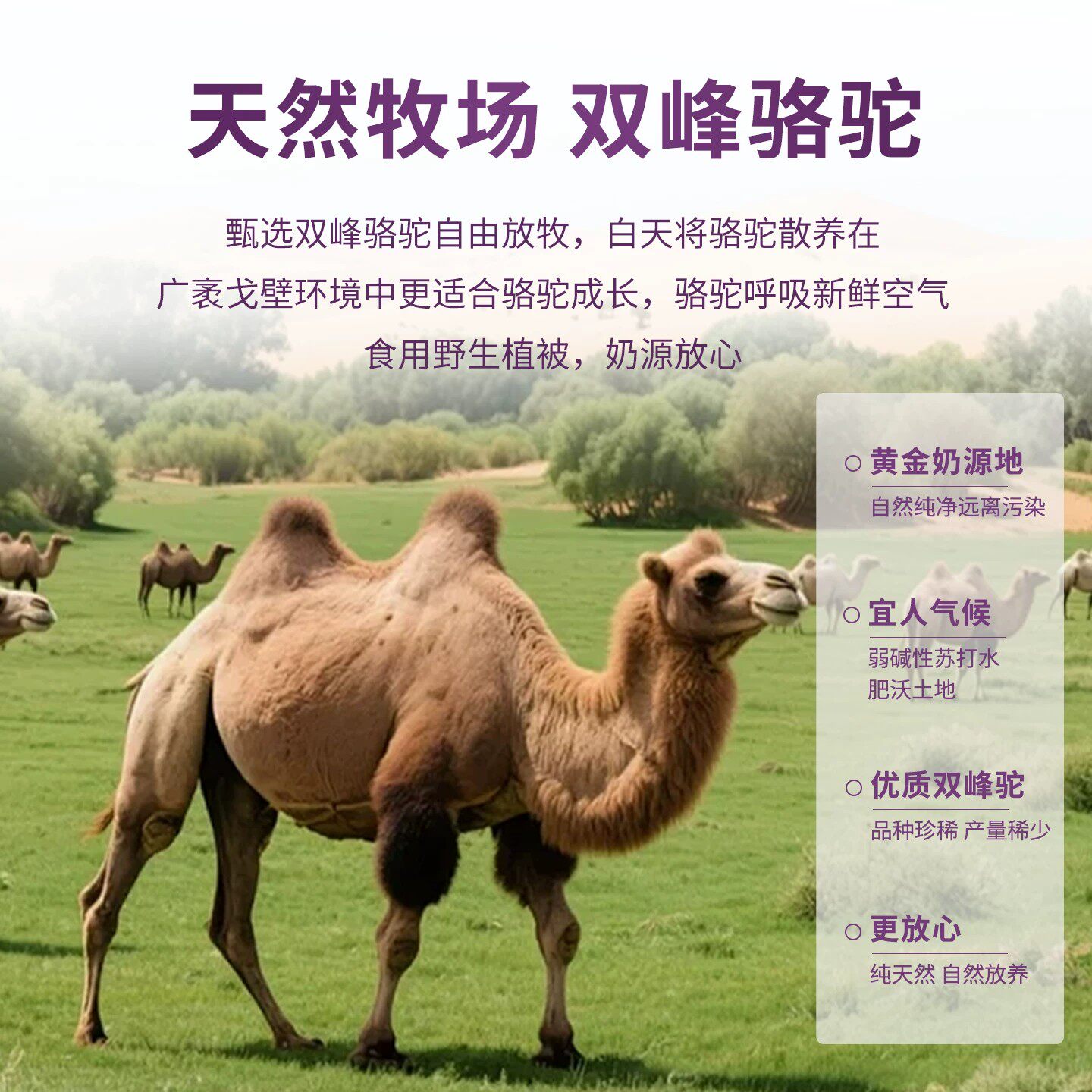 骆驼冠驼奶粉富硒初乳配方驼乳粉益生菌骆乳新疆驼奶营养粉