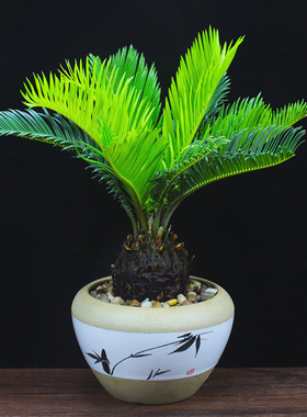 铁树盆栽苏铁盆景办公室内客厅花卉阳台四季常青好养植物桌面绿植