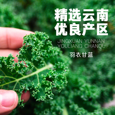 纯羽衣甘蓝粉青汁即食冲饮