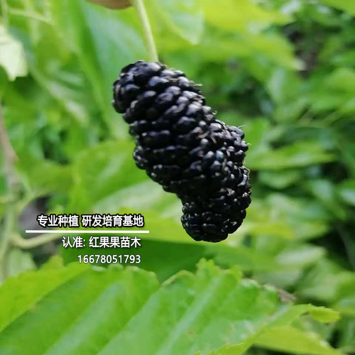 德昌桑葚树苗北方耐寒果苗南方盆栽食用庭院超大号养蚕当年结果苗 - 图2