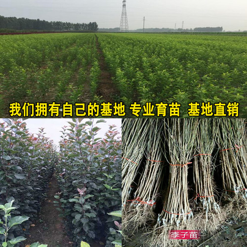 国峰七号李子树苗超大号耐寒嫁接西施李子水果苗树南北方种植庭院 - 图1