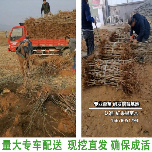美早大樱桃苗山东基地正宗嫁接苗耐寒车厘子树苗北方南方庭院种植 - 图2