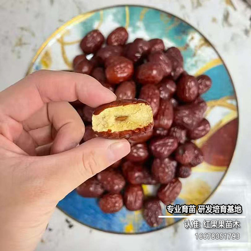 新疆若羌灰枣树苗北方耐寒冻庭院南方枣树活苗大枣超甜特大号庭院 - 图0