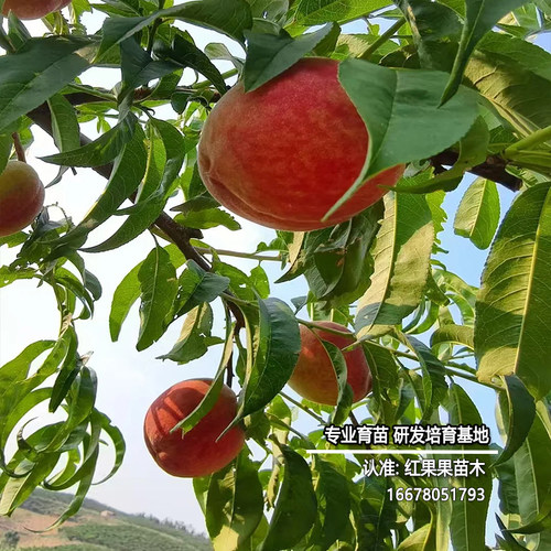 霸王脆桃苗早熟嫁接桃树果苗北方耐寒南方庭院大树盆栽小苗新品种 - 图0