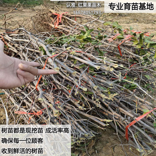 圆铃枣树嫁接苗北方耐寒冻庭院南方大枣超甜特大号老品种枣树活苗 - 图1