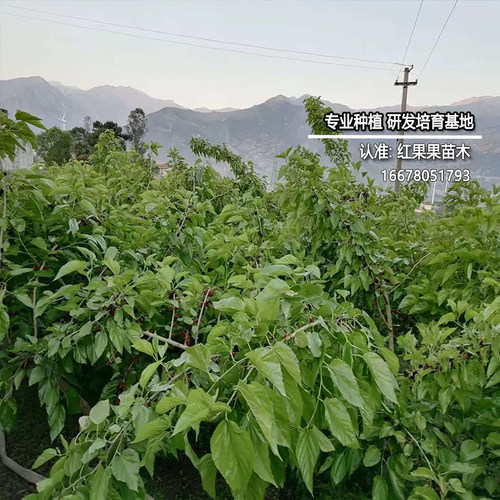 德昌桑葚树苗北方耐寒果苗南方盆栽食用庭院超大号养蚕当年结果苗 - 图1