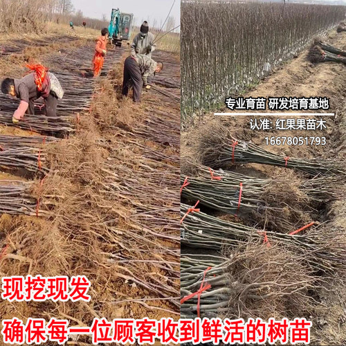 早熟7月 青皮梨树苗正宗梨树果苗翠冠梨嫁接苗耐寒庭院特小苗批发 - 图2