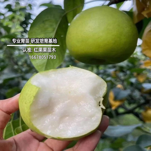 早熟7月 青皮梨树苗正宗梨树果苗翠冠梨嫁接苗耐寒庭院特小苗批发 - 图1