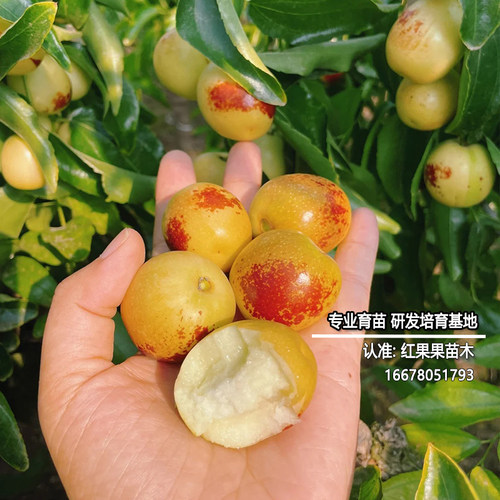 沾化冬枣苗树冰糖冬枣树活苗北方耐寒南方庭院大枣超甜特大号大树 - 图0