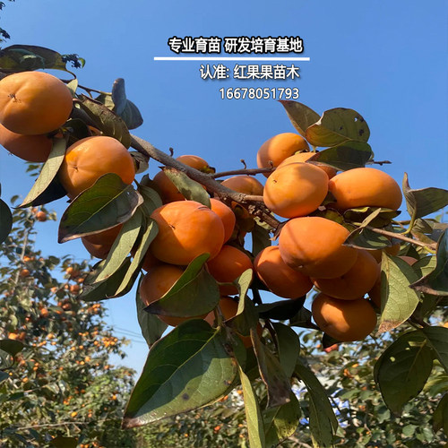 巧克力脆柿树苗黑心特大脆甜柿子树果苗南方北方耐寒嫁接庭院果树 - 图1