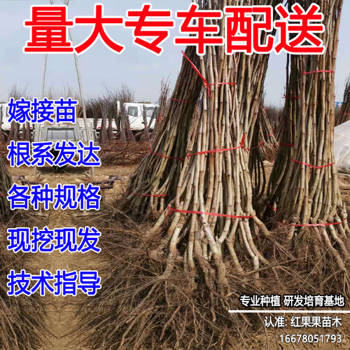 大五棱山楂树活苗大果嫁接苗南方北方耐寒耐冻超大号庭院大果地栽 - 图1