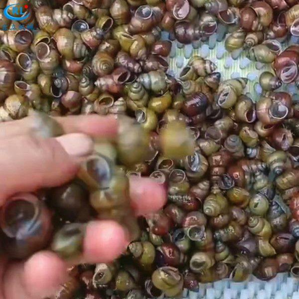 厂家供应牡蛎清洗机 辊刷式扇贝毛蛤去泥机 全自动田螺钉螺清洗机,淘宝优惠券,粉丝福利购,淘宝优惠卷