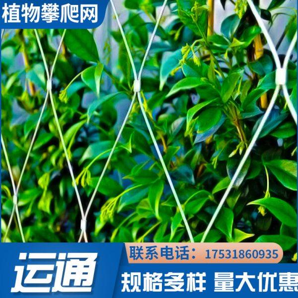 【穿插不锈钢绳网】A濮阳植物攀爬编织绳网A304植物攀爬穿插绳网,淘宝优惠券,粉丝福利购,淘宝优惠卷