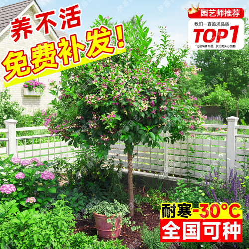 五彩锦带树苗状元树耐寒盆栽庭院绿化南北种植绿植四季高杆棒棒糖 - 图2