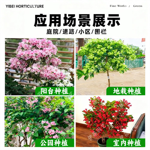 五彩锦带树苗状元树耐寒盆栽庭院绿化南北种植绿植四季高杆棒棒糖 - 图3