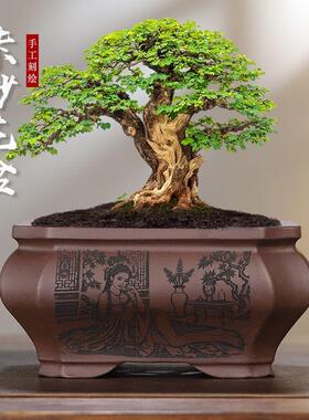宜兴紫砂花盆陶瓷大口径