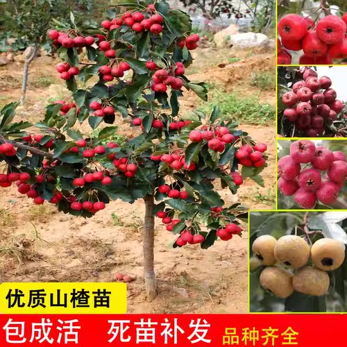 特大山楂树果苗活苗大金星大五棱盆栽南北方种植甜红子山楂苗庭院 - 图1