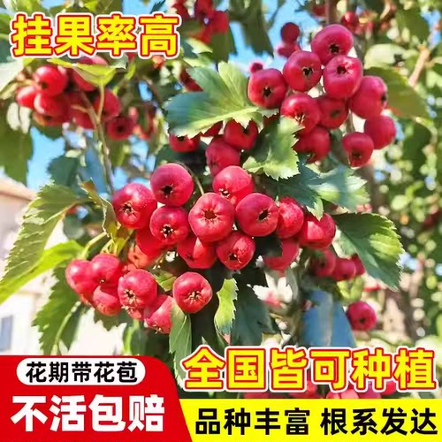 特大山楂树果苗活苗大金星大五棱盆栽南北方种植甜红子山楂苗庭院 - 图0